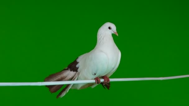 mâle colombe blanche paon nettoie les plumes isolées sur un écran vert comme symbole de paix 