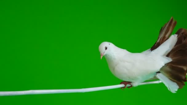 Männchen Weiße Taube Pfau Reinigt Federn Isoliert Auf Einem Grünen — Stockvideo