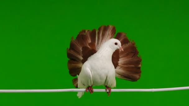 Pavão Pomba Branca Macho Isolado Uma Tela Verde Como Símbolo — Vídeo de Stock