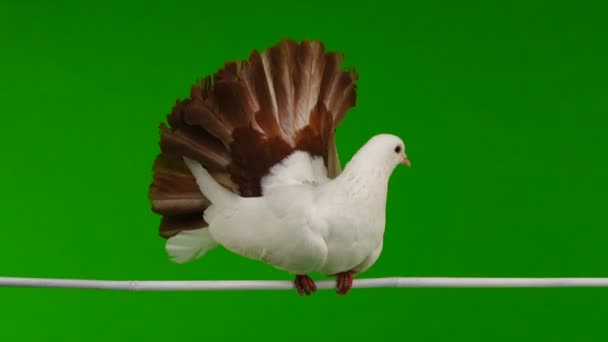 Mannelijke Witte Duif Peacock Geïsoleerd Een Groen Scherm Als Symbool — Stockvideo