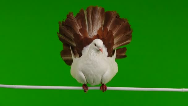 mâle colombe blanche paon isolé sur un écran vert comme symbole de paix 