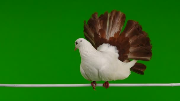 mâle colombe blanche paon isolé sur un écran vert comme symbole de paix 