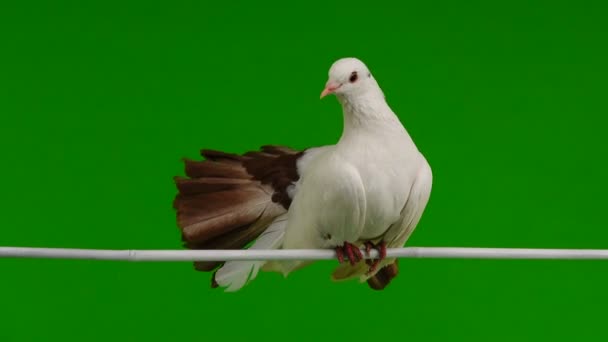 mâle colombe blanche paon isolé sur un écran vert comme symbole de paix 