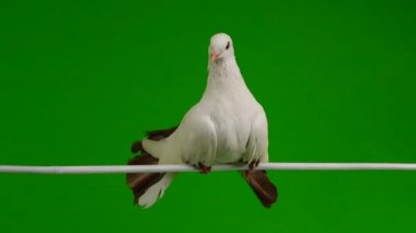 tavus kuşu üzerinde yeşil bir ekran barış sembolü olarak izole erkek beyaz güvercin