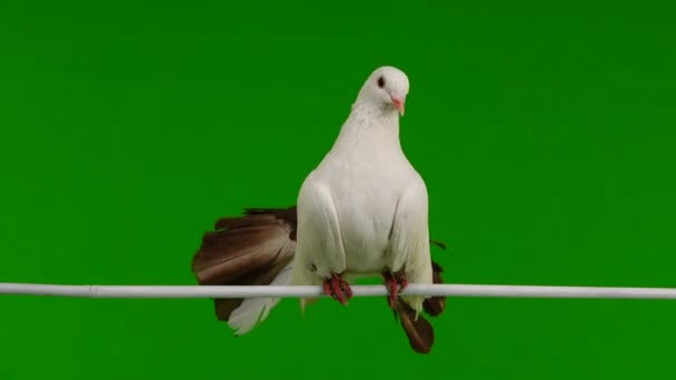 mâle colombe blanche paon isolé sur un écran vert comme symbole de paix 