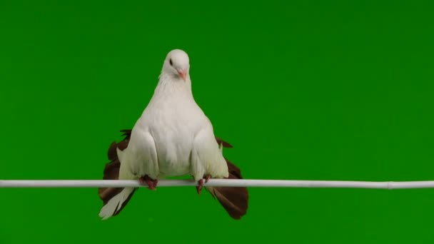 Pavão Pomba Branca Macho Isolado Uma Tela Verde Como Símbolo — Vídeo de Stock