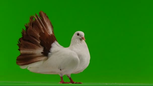 雄性白鸽孔雀被隔离在绿色的屏幕上作为和平的象征 — 图库视频影像
