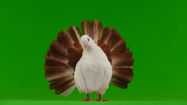 Mannelijke Witte Duif Peacock Geïsoleerd Een Groen Scherm Als Symbool — Stockvideo