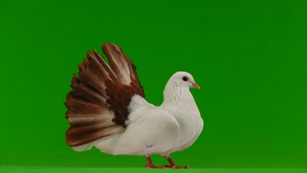 Paloma Blanca Macho Pavo Real Aislado Una Pantalla Verde Como — Vídeos de Stock