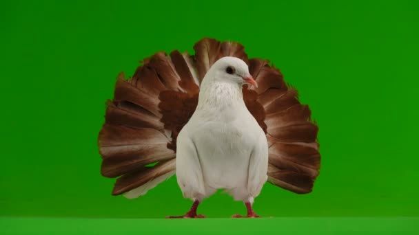 Mâle Colombe Blanche Paon Isolé Sur Écran Vert Comme Symbole — Video