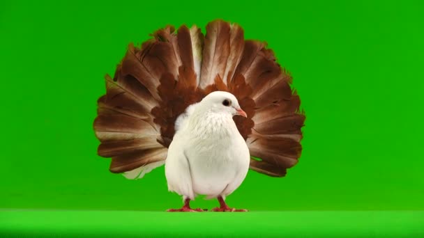 Pavão Pomba Branca Macho Isolado Uma Tela Verde Como Símbolo — Vídeo de Stock