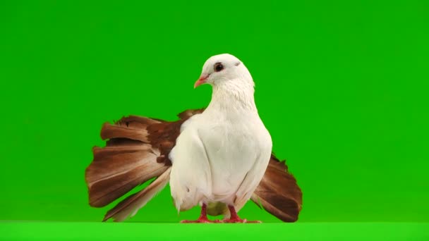 男性の白いハトが平和の象徴として緑色の画面に分離された孔雀 — ストック動画
