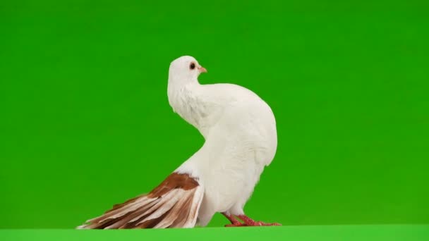 Жіночий Білий Голуб Павич Ізольований Зеленому Екрані Символ Миру — стокове відео