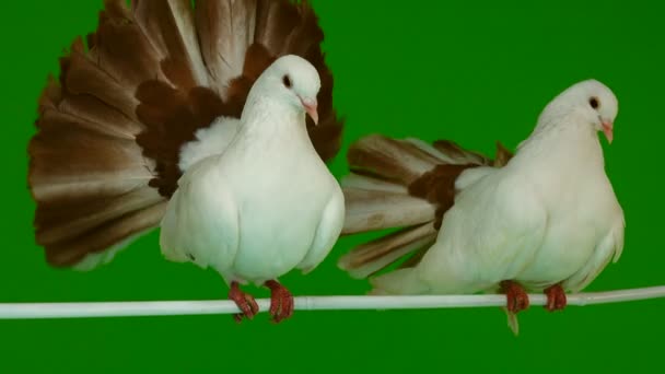 deux paon colombe blanche isolé sur un écran vert comme symbole de paix 