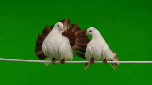 deux paon colombe blanche isolé sur un écran vert comme symbole de paix 