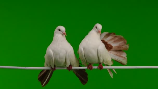 deux paon colombe blanche isolé sur un écran vert comme symbole de paix 