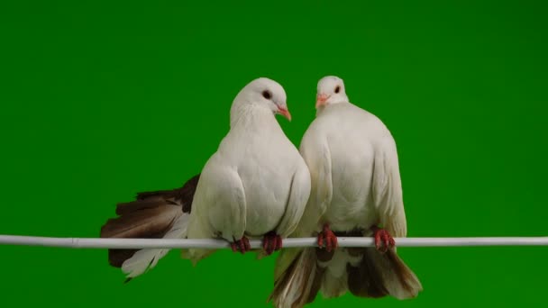 Deux Paon Colombe Blanche Isolé Sur Écran Vert Comme Symbole — Video