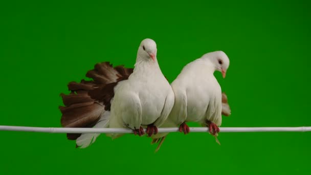 Два Білих Голуба Павича Ізольовані Зеленому Екрані Символ Миру — стокове відео
