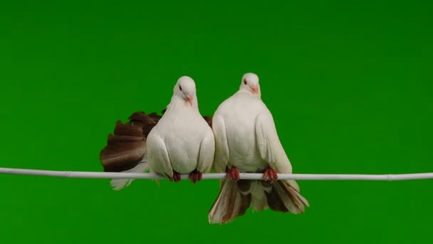 Zwei Weiße Tauben Pfau Isoliert Auf Einem Grünen Bildschirm Als — Stockvideo