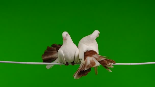 平和のシンボルとして緑色の画面に分離された つの白い鳩孔雀 — ストック動画