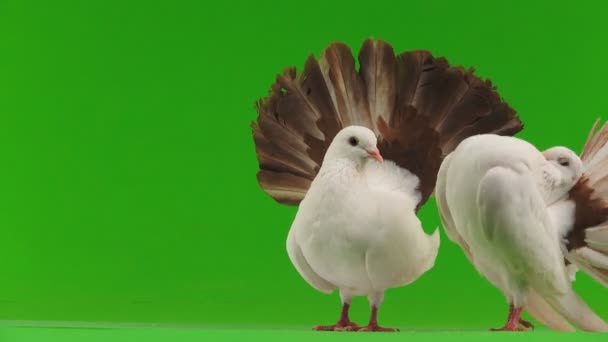 deux paon colombe blanche isolé sur un écran vert comme symbole de paix 