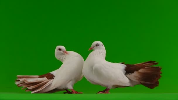 两只白鸽孔雀被隔离在绿色的屏幕上作为和平的象征 — 图库视频影像