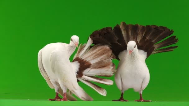 yeşil bir ekran üzerinde barış sembolü olarak izole iki beyaz güvercin tavuskuşu