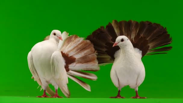 Zwei Weiße Tauben Pfau Isoliert Auf Einem Grünen Bildschirm Als — Stockvideo