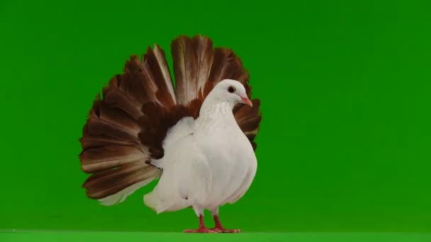 男性の白いハトが平和の象徴として緑色の画面に分離された孔雀 — ストック動画