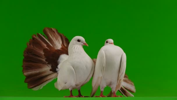deux paon colombe blanche isolé sur un écran vert comme symbole de paix 