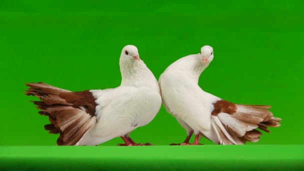 Két Fehér Galambot Páva Elszigetelt Egy Zöld Képernyő Mint Béke — Stock videók