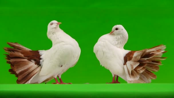 deux paon colombe blanche isolé sur un écran vert comme symbole de paix 