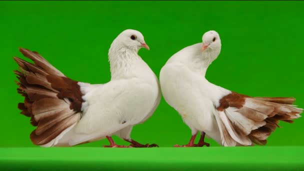 两只白鸽孔雀被隔离在绿色的屏幕上作为和平的象征 — 图库视频影像