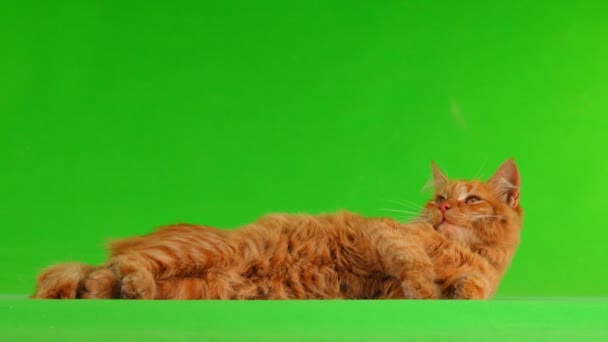 Gato Acostado Ronroneando Pantalla Verde Sonido — Vídeos de Stock