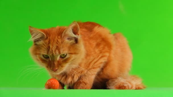 Katze Frisst Wurst Auf Dem Grünen Bildschirm — Stockvideo