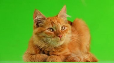 kedi yukarı ve aşağı yeşil ekranda görünüyor. Ses