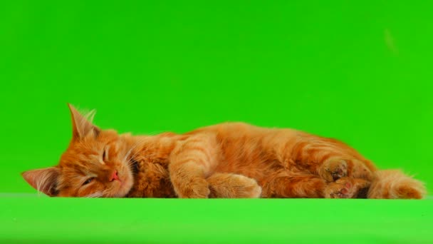 Gato Acostado Ronroneando Pantalla Verde — Vídeos de Stock