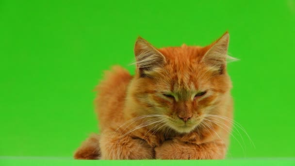 Cat Looks Left Right Isolated Green Screen — Stock Video