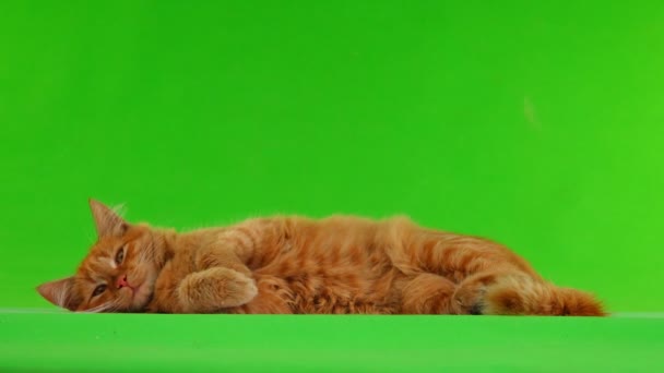 Gato Deitado Ronronando Tela Verde — Vídeo de Stock