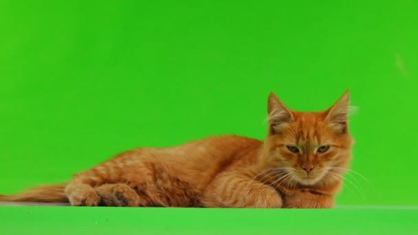 Gato Rojo Aislado Pantalla Verde — Vídeos de Stock