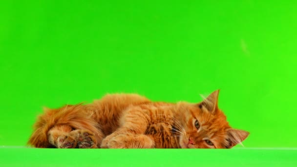 Chat Regarde Haut Bas Sur Écran Vert Son — Video