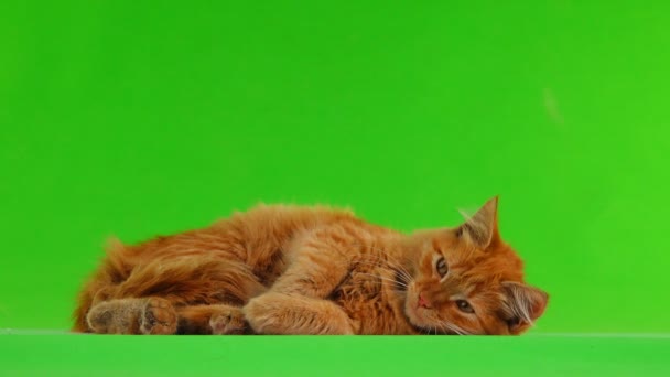 Gato Mira Izquierda Luego Derecha Aislado Pantalla Verde — Vídeos de Stock