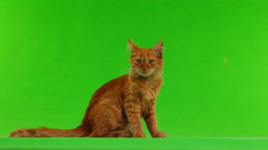 kırmızı kedi üzerinde izole yeşil ekran gidiyor