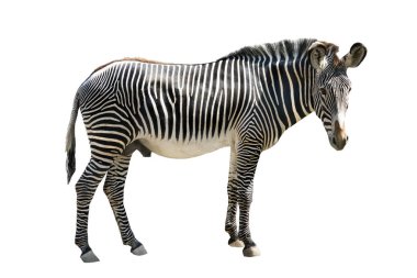 beyaz arkaplanda izole edilmiş zebra