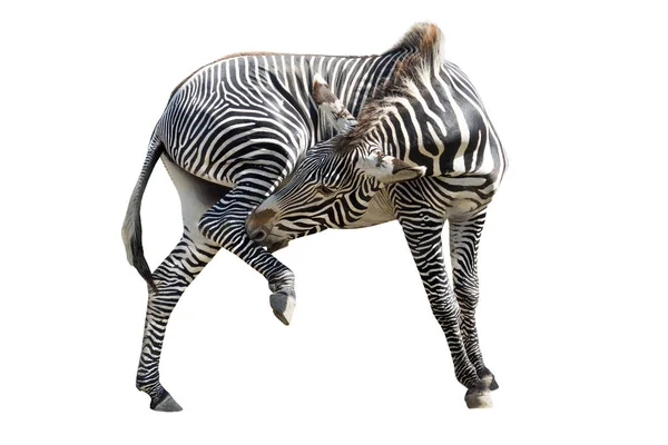 Zebra Isolerad Vit Bakgrund — Stockfoto