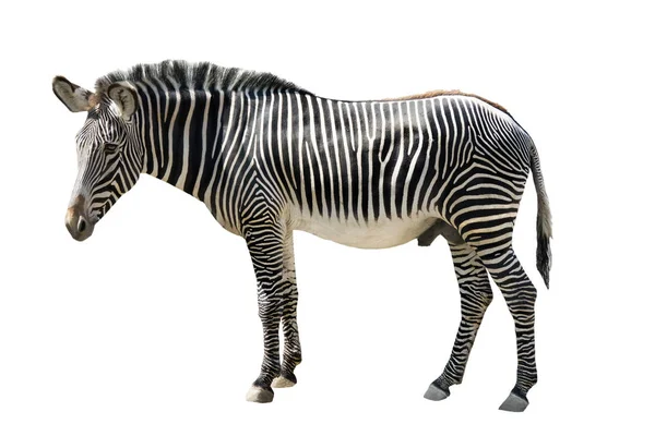 Zebra Izolované Bílém Pozadí — Stock fotografie