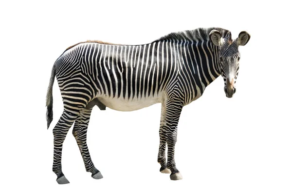 Zebra Izolované Bílém Pozadí — Stock fotografie