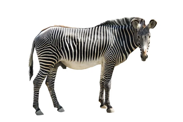 Zebra Isolata Sfondo Bianco — Foto Stock