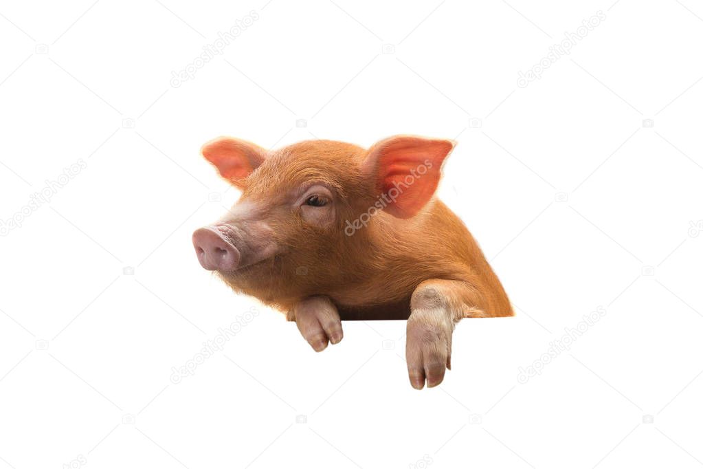 Piglet isolated on white background for design