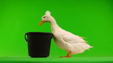 ördek yeşil bir ekran üzerinde kova su içmek istiyor. Ses